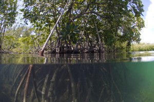 mangrove ile ambre ile maurice